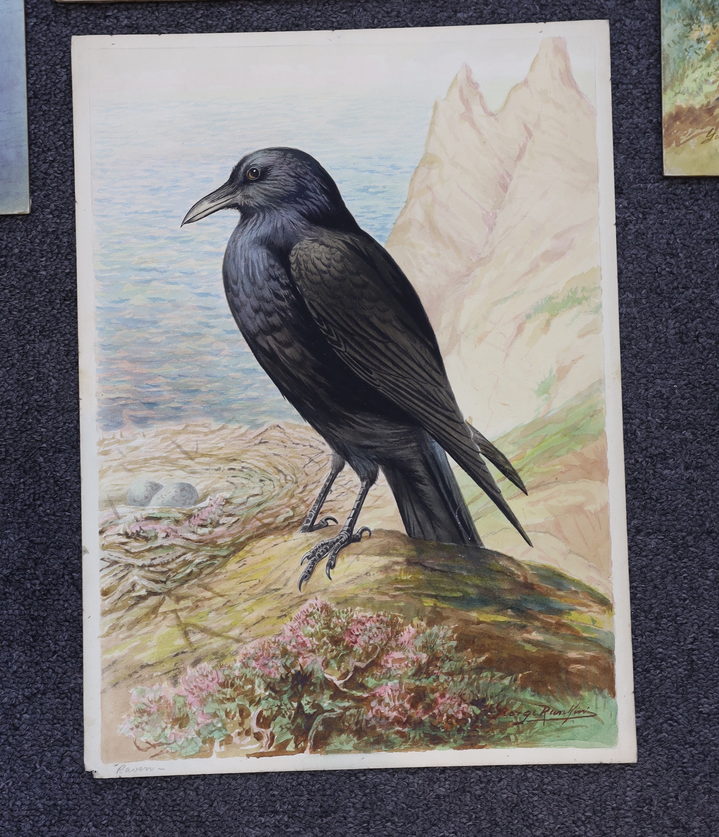 George Rankin (1864-1937) four watercolours on card, Raven, Jackdaws, Common Buzzard and Osprey, largest 46 x 29cm, unframed